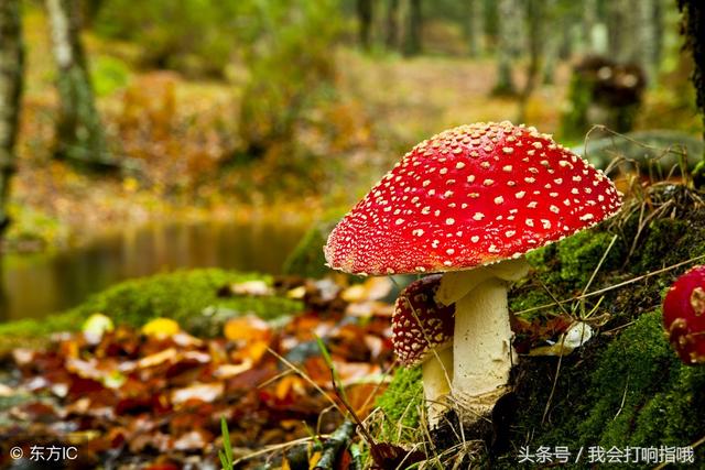 做梦梦见花开，做梦梦见花开了预示着什么（这4件事要是被你梦见了）