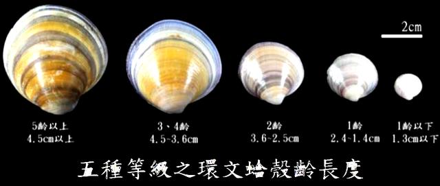 海鲜有哪些种类，文蛤、牡蛎、竹蛏、毛蚶……你都了解了吗