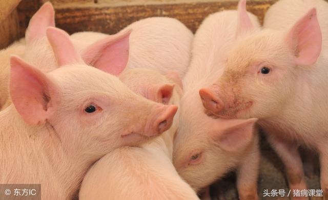 猪传染性萎缩性鼻炎该如何防治，猪传染性萎缩性鼻炎该如何防治视频（猪常见病之猪传染性萎缩性鼻炎的中西药结合治疗经验）