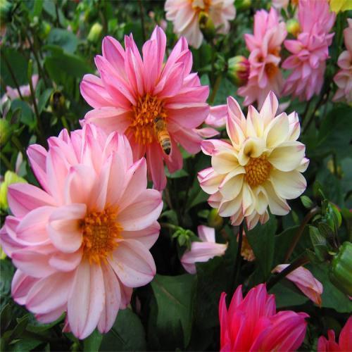 四季菊花的养护(什么菊四季开花)-娱宸网