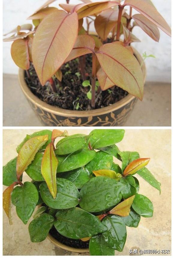 山竹种子怎么种植，山竹种子种植后什么时候结果（盆栽赏完还有果子吃）