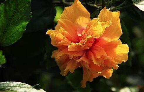 木菊花（木菊花图片，60年盆景木菊花市场价值多少钱?谢谢（下面有几种花碰到了一定要绕道走）