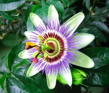 木菊花（木菊花图片，60年盆景木菊花市场价值多少钱?谢谢（下面有几种花碰到了一定要绕道走）