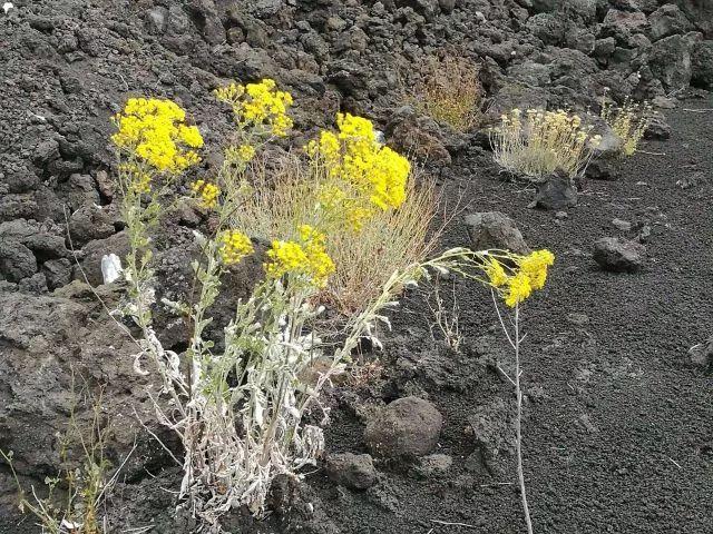 木菊花（木菊花图片，60年盆景木菊花市场价值多少钱?谢谢（下面有几种花碰到了一定要绕道走）