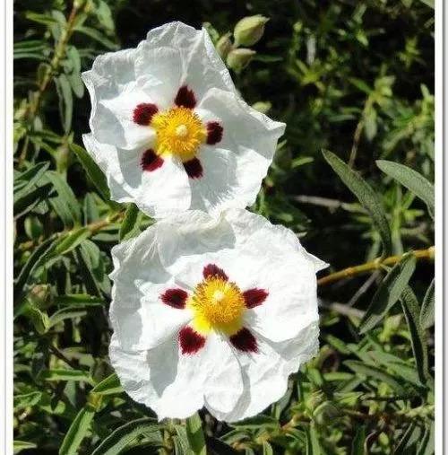 木菊花（木菊花图片，60年盆景木菊花市场价值多少钱?谢谢（下面有几种花碰到了一定要绕道走）