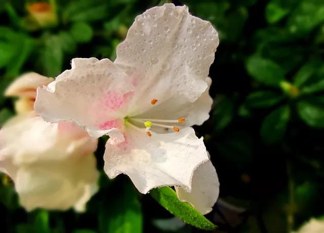 木菊花（木菊花图片，60年盆景木菊花市场价值多少钱?谢谢（下面有几种花碰到了一定要绕道走）