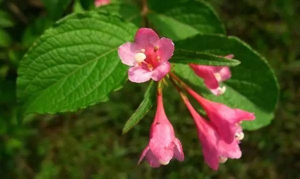 木菊花（木菊花图片，60年盆景木菊花市场价值多少钱?谢谢（下面有几种花碰到了一定要绕道走）
