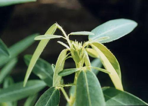 木菊花（木菊花图片，60年盆景木菊花市场价值多少钱?谢谢（下面有几种花碰到了一定要绕道走）