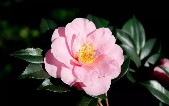 木菊花（木菊花图片，60年盆景木菊花市场价值多少钱?谢谢（下面有几种花碰到了一定要绕道走）