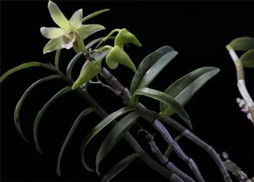 木菊花（木菊花图片，60年盆景木菊花市场价值多少钱?谢谢（下面有几种花碰到了一定要绕道走）