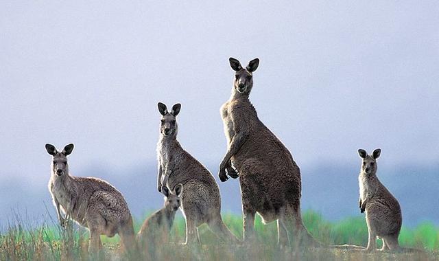 袋鼠育儿袋的作用是什么，袋鼠育儿袋简介（小袋鼠要在妈妈的袋子里呆上半年之久）