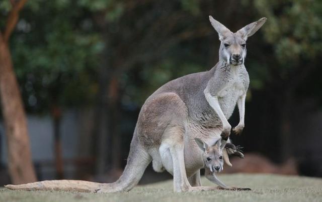 袋鼠育儿袋的作用是什么，袋鼠育儿袋简介（小袋鼠要在妈妈的袋子里呆上半年之久）