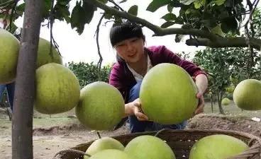 沙田柚产地在哪里，沙田柚是哪里产的好吃（你心中最好吃的柚子是哪里的）