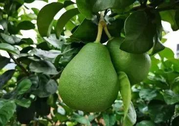 沙田柚产地在哪里，沙田柚是哪里产的好吃（你心中最好吃的柚子是哪里的）