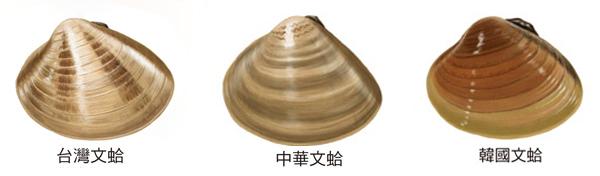 海鲜有哪些种类，文蛤、牡蛎、竹蛏、毛蚶……你都了解了吗