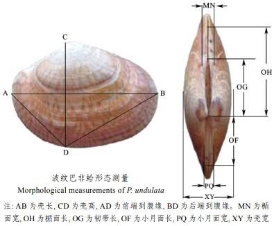 红色北极贝是熟的吗，北极贝贵还是三文鱼贵（关于各种贝类的名字、区别、产地、吃法）