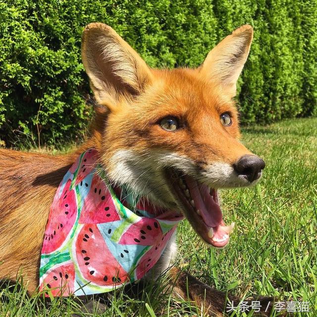 狐狸是犬科动物吗，狐狸是犬科动物吗为什么（想养宠物狐狸应该先了解这些知识）