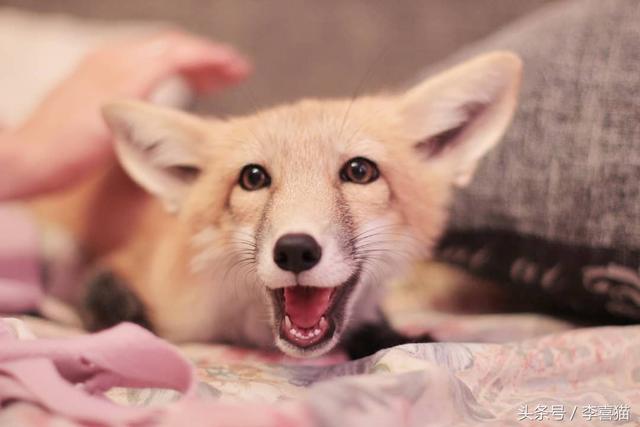 狐狸是犬科动物吗，狐狸是犬科动物吗为什么（想养宠物狐狸应该先了解这些知识）