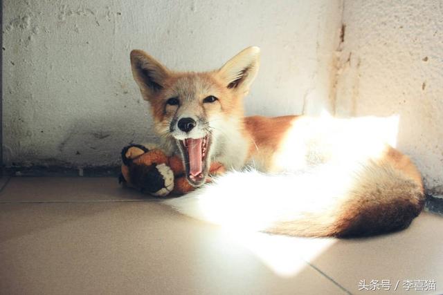 狐狸是犬科动物吗，狐狸是犬科动物吗为什么（想养宠物狐狸应该先了解这些知识）