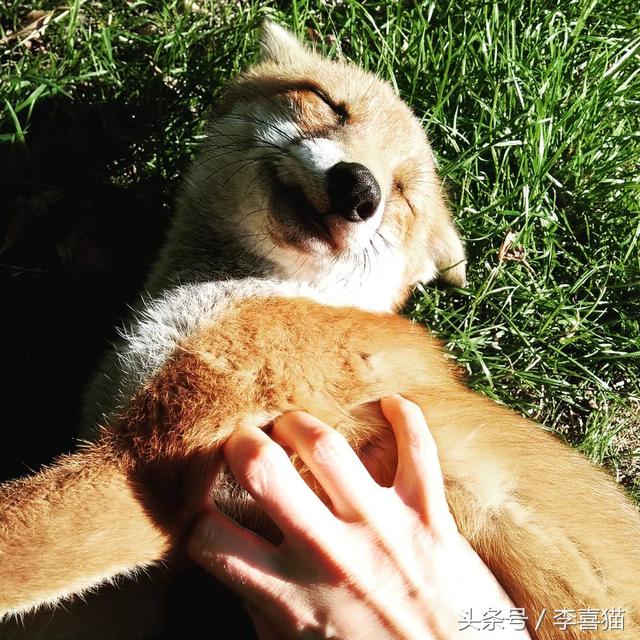 狐狸是犬科动物吗，狐狸是犬科动物吗为什么（想养宠物狐狸应该先了解这些知识）