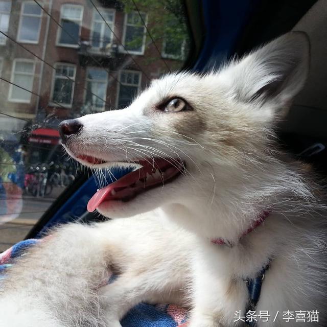 狐狸是犬科动物吗，狐狸是犬科动物吗为什么（想养宠物狐狸应该先了解这些知识）
