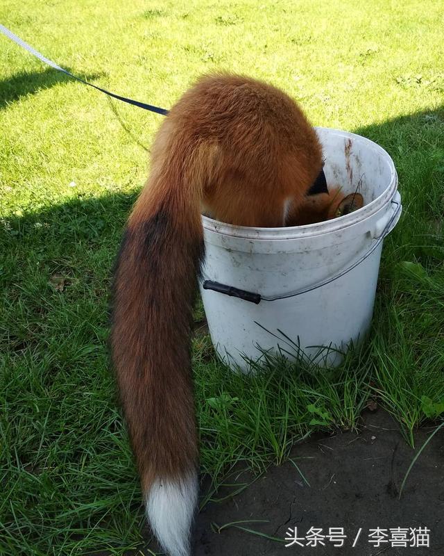 狐狸是犬科动物吗，狐狸是犬科动物吗为什么（想养宠物狐狸应该先了解这些知识）