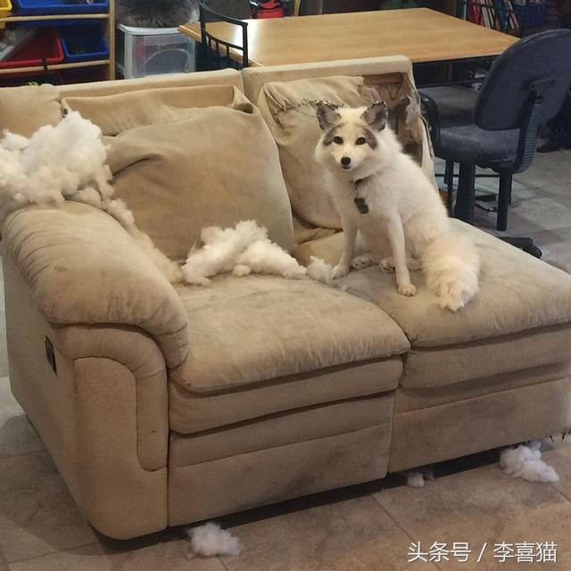 狐狸是犬科动物吗，狐狸是犬科动物吗为什么（想养宠物狐狸应该先了解这些知识）
