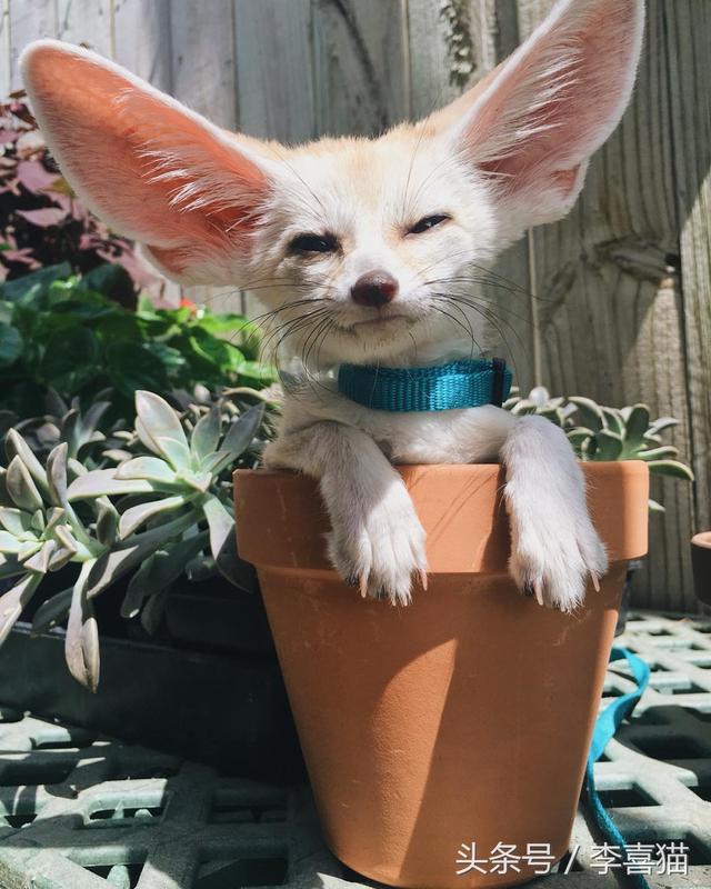 狐狸是犬科动物吗，狐狸是犬科动物吗为什么（想养宠物狐狸应该先了解这些知识）