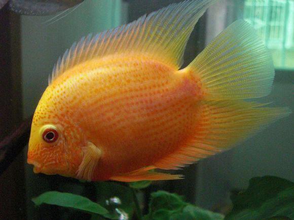 罗汉鱼头洞病治疗方法，罗汉鱼头洞病治疗方法图解（鱼缸里饲养的罗汉鱼为何眼球突出）