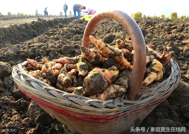 生地的功效与作用的功能与主治，生地的功效与作用的功能与主治茯苓（生地和熟地本质都是地黄）