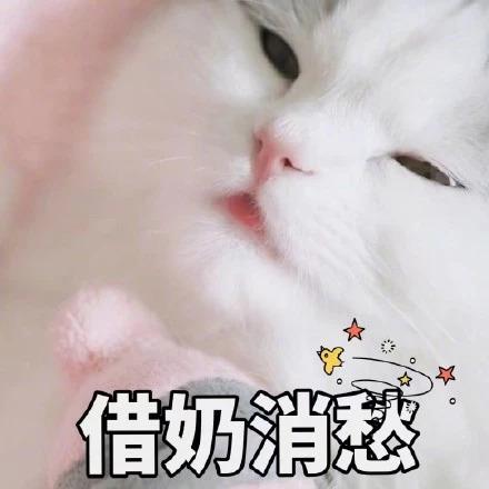 猫咪拉稀什么原因怎么治，猫咪拉稀最有效治疗（导致猫咪拉肚子的几种原因）