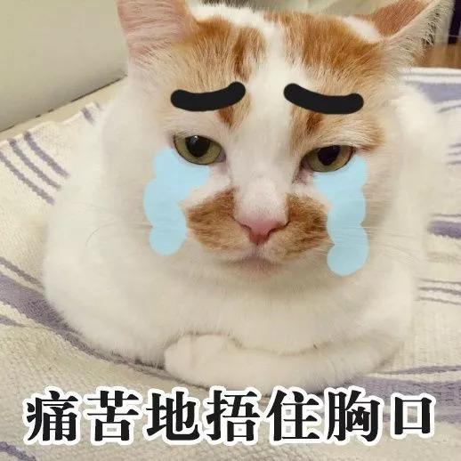 猫咪拉稀什么原因怎么治，猫咪拉稀最有效治疗（导致猫咪拉肚子的几种原因）