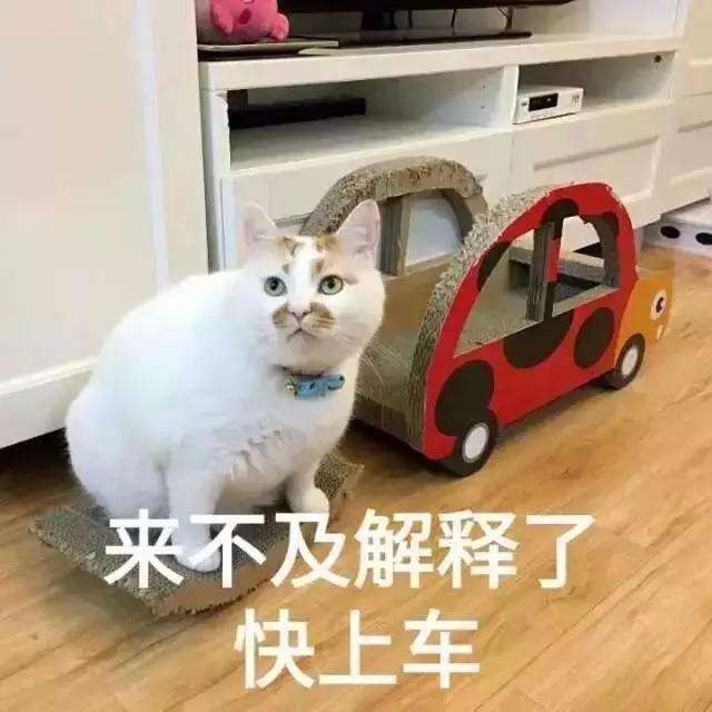 猫咪拉稀什么原因怎么治，猫咪拉稀最有效治疗（导致猫咪拉肚子的几种原因）