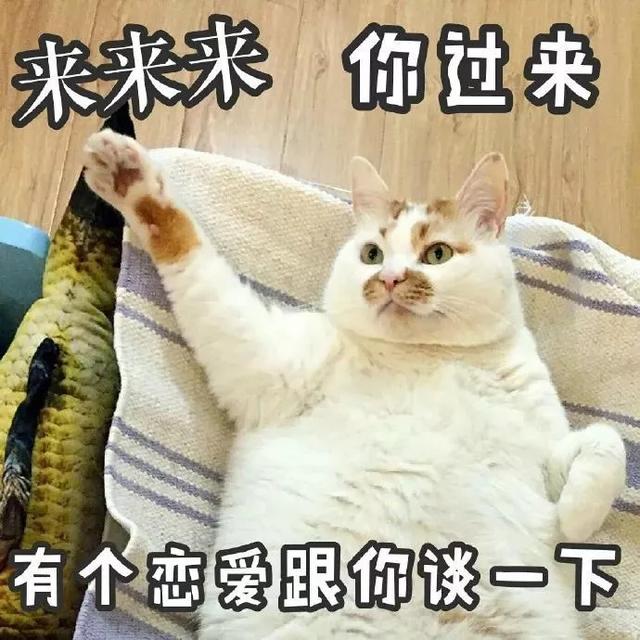 猫咪拉稀什么原因怎么治，猫咪拉稀最有效治疗（导致猫咪拉肚子的几种原因）