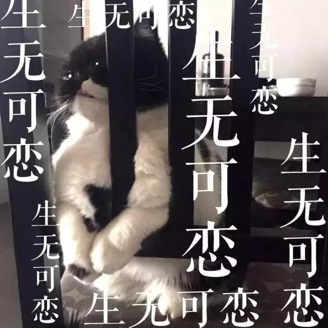 猫咪拉稀什么原因怎么治，猫咪拉稀最有效治疗（导致猫咪拉肚子的几种原因）