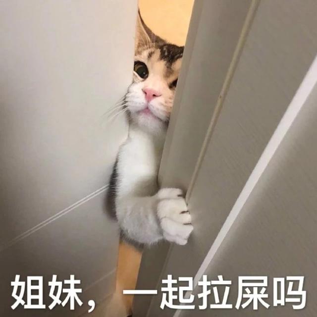 猫咪拉稀什么原因怎么治，猫咪拉稀最有效治疗（导致猫咪拉肚子的几种原因）