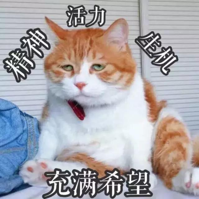 猫咪拉稀什么原因怎么治，猫咪拉稀最有效治疗（导致猫咪拉肚子的几种原因）