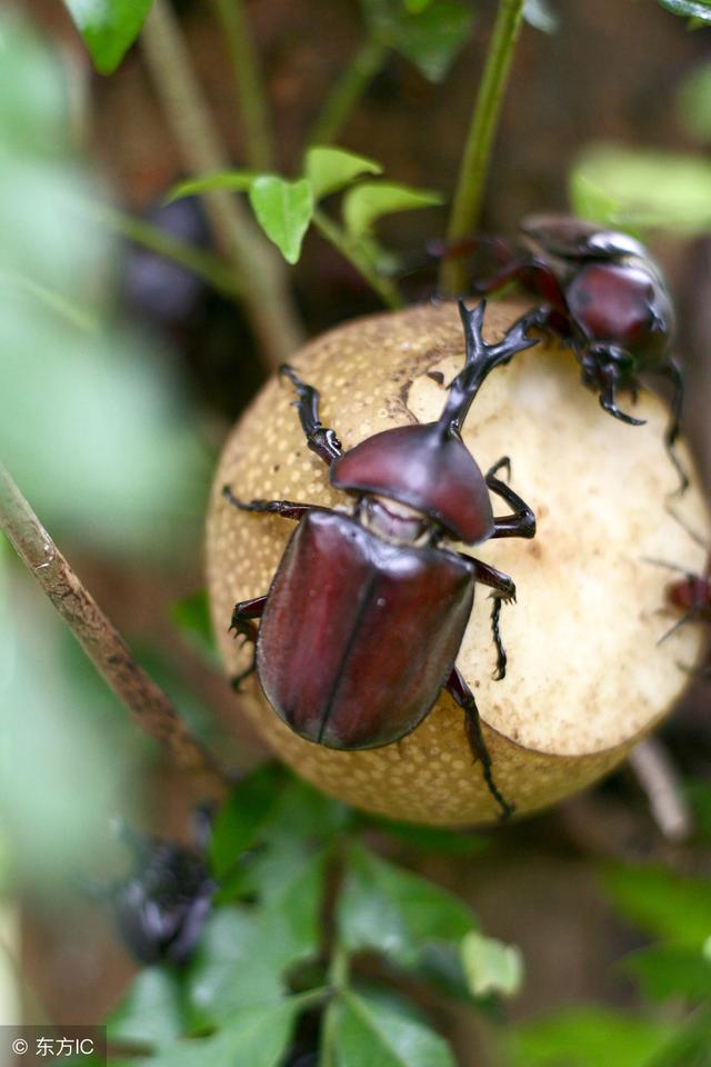 独角仙吃什么东西,独角仙吃什么东西怎么喂(农村长一只角的怪物)