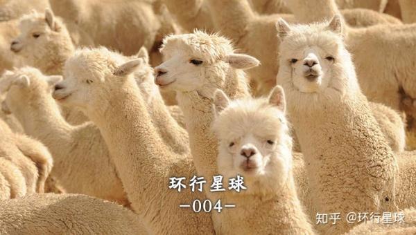 羊驼最便宜一只多少元，羊驼价格多少钱一只（羊驼可以吃么）