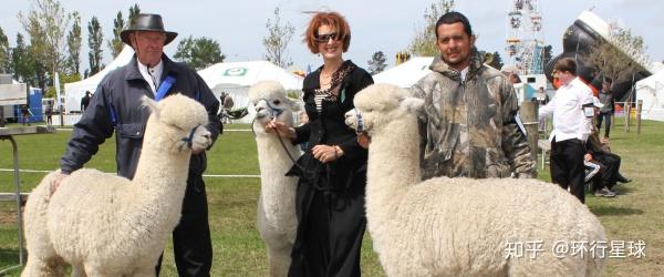 羊驼最便宜一只多少元，羊驼价格多少钱一只（羊驼可以吃么）