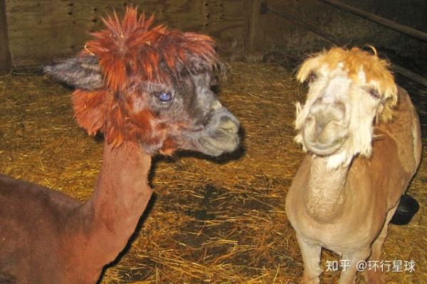 羊驼最便宜一只多少元，羊驼价格多少钱一只（羊驼可以吃么）