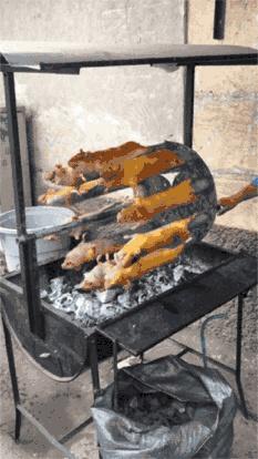 羊驼最便宜一只多少元，羊驼价格多少钱一只（羊驼可以吃么）