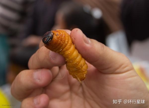 羊驼最便宜一只多少元，羊驼价格多少钱一只（羊驼可以吃么）