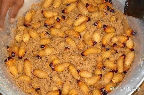 羊驼最便宜一只多少元，羊驼价格多少钱一只（羊驼可以吃么）