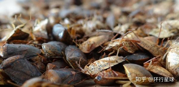 羊驼最便宜一只多少元，羊驼价格多少钱一只（羊驼可以吃么）