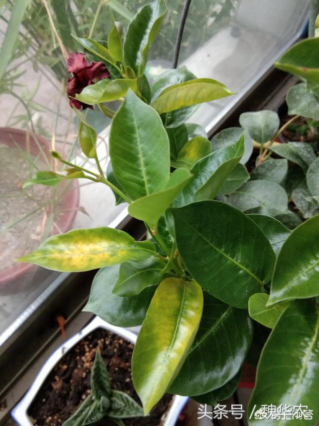 飘香藤叶子发黄脱落还能活吗图片(飘香藤叶子发黄脱落还能活吗图片