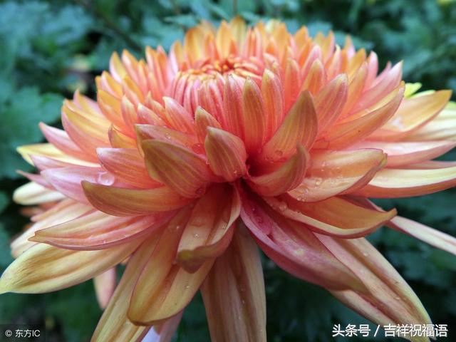 哀思亲人天堂寄语，家人清明节哀思寄语（七月十五想念天堂的亲人寄托悲痛的哀思）