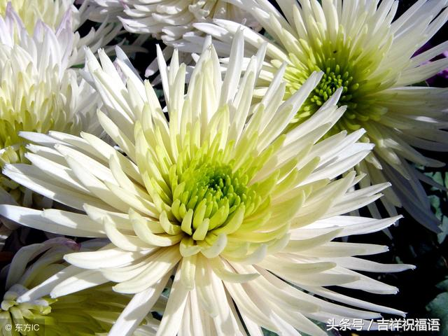 哀思亲人天堂寄语，家人清明节哀思寄语（七月十五想念天堂的亲人寄托悲痛的哀思）