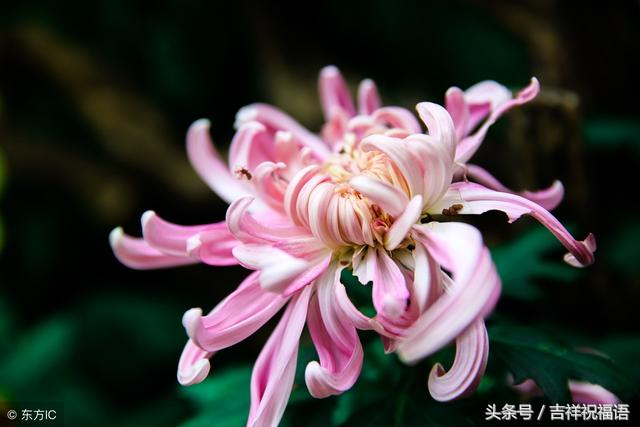 哀思亲人天堂寄语，家人清明节哀思寄语（七月十五想念天堂的亲人寄托悲痛的哀思）