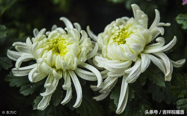 哀思亲人天堂寄语，家人清明节哀思寄语（七月十五想念天堂的亲人寄托悲痛的哀思）